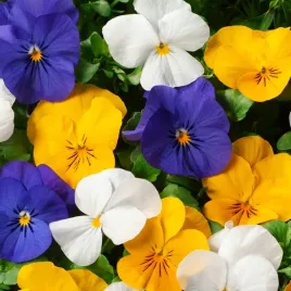 fiolek-rogaty-mieszany-dwuletni-na-rabaty-i-skalniaki-nasiona-kwiatow