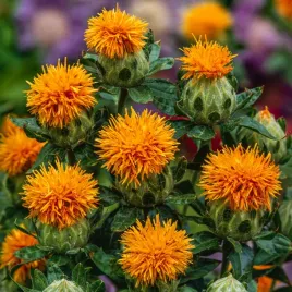 kartamus-pomaranczowy-kolczasto-zabkowane-liscie-nasiona-kwiatow