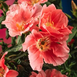 godecja-wielkokwiatowa-orange-glory-pomaranczowa-nasiona-kwiatow