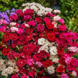 gozdzik-chinski-mieszany-duze-pelne-polpelne-i-pojedyncze-kwiaty-nasiona