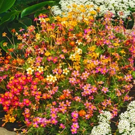 leptosifon-gwiezdny-pyl-mieszany-nasiona-kwiatow-idealny-na-niskie-rabaty