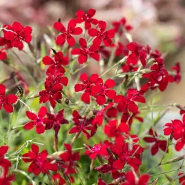 gozdzik-upstrzony-czerwony-kwiaty-poduszeczki-nasiona-kwiatow