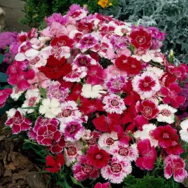 gozdzik-cesarski-mieszany-roznobarwne-postrzepione-kwiaty-nasiona-kwiatow