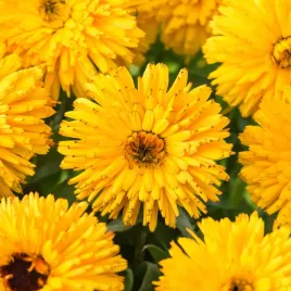 nagietek-bull-s-eye-miododajny-kwitnie-cale-lato-nasiona-kwiatow