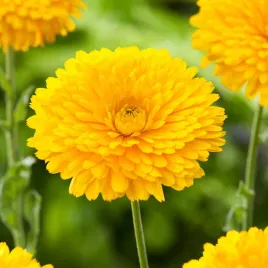 nagietek-zolty-jednoroczny-na-kwiat-ciety-nasiona-kwiatow