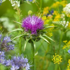 ostropest-plamisty-miododajny-idealny-na-kwiat-ciety-nasiona-kwiatow