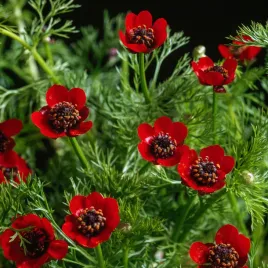 milek-letni-czerwony-jednoroczny-polecany-na-skalniaki-nasiona-kwiatow