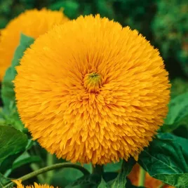 slonecznik-ozdobny-sonnengold-niski-zolty-jednoroczny-pelne-kwiaty