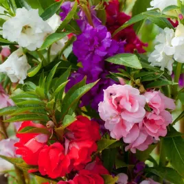 niecierpek-balsamina-mieszany-roslina-jednoroczna-do-skrzynek-i-na-rabaty