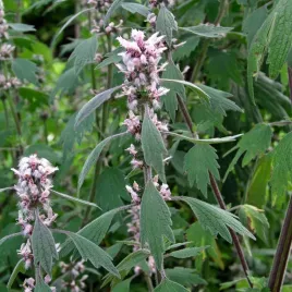 serdecznik-pospolity-miododajny-silny-zapach-leczniczy-nasiona