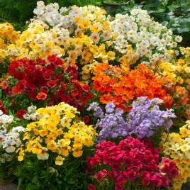 nemezja-triumph-mieszana-jednoroczna-drobne-kolorowe-kwiaty-nasiona-kwiatow