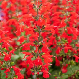 szalwia-szkarlatna-czerwona-jednoroczna-nasiona-kwiatow