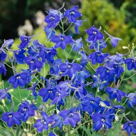 ostrozka-wielkokwiatowa-niebieska-jednoroczna-duze-kwiaty-nasiona-kwiatow