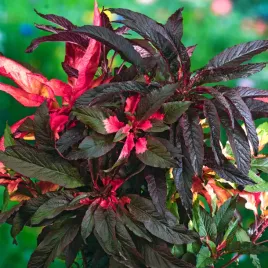 szarlat-trojbarwny-molten-fire-brazowo-czerwony-dekoracyjne-liscie-nasiona