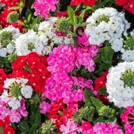 werbena-niska-mieszana-kolorowa-jednoroczna-tworzy-zwarte-kepy-kwiatowe
