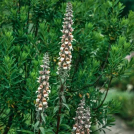 naparstnica-welnista-dwuletnia-miododajna-nasiona-kwiatow