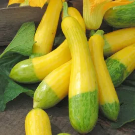 dynia-ozdobna-pear-bicolour-okrywowa-dwukolorowa-nasiona-dynia-ozdobna