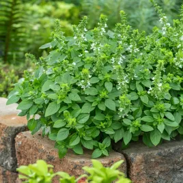 bazylia-fine-verde-jednoroczna-lecznicza-ziola-nasiona-ziol