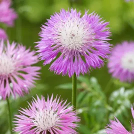 chaber-amerykanski-rozowy-jednoroczny-nasiona-kwiatow-chabrow