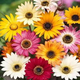 arktotis-niedzwiedzie-ucho-mieszanka-odstrasza-owady-nasiona-kwiatow