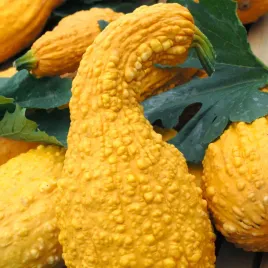 dynia-ozdobna-yellow-croockneck-ciekawy-ksztalt-owocow-nasiona-dynia