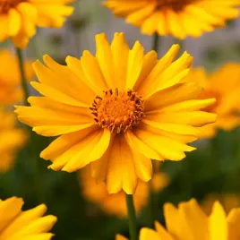 nachylek-trwaly-zlotozolty-wieloletni-obficie-kwitnacy-nasiona-kwiatow