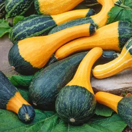 dynia-ozdobna-small-spoon-okrywowa-dluga-wartosc-dekoracyjna-nasiona