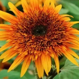 kwiaty-polskie-slonecznik-ozdobny-astra-brown-nasiona-kwiatow