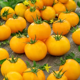 pomidory-pomidor-tunelowy-akron-f1-sr-wczesny-odporne-nasiona-pomidorow