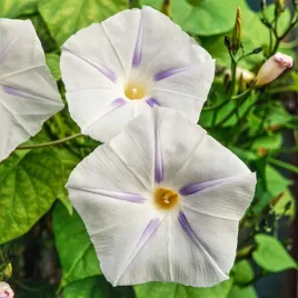 wilec-trojbarwny-blue-star-bialy-z-niebieska-gwiazda-nasiona-kwiatow