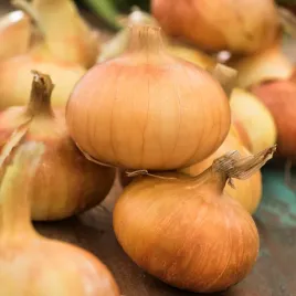 cebula-szalotka-toto-wczesna-nasiona-cebuli-szalotki-warzyw