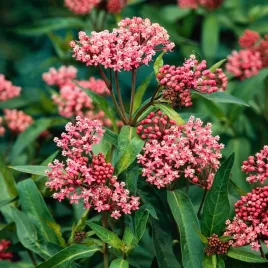 trojesc-krwista-cinderella-rozowoczerwona-nasiona-kwiatow