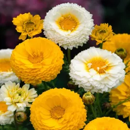 zlocien-wiencowy-jastrun-1jednoroczny-na-rabaty-i-kwiat-ciety-nasiona