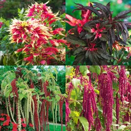 szarlat-mieszanka-gatunkow-magic-cascade-superfood-nasziona-kwiatow