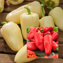 papryka-slodka-mira-wczesna-kremowa-do-czerwonej