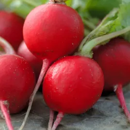 rzodkiewka-ester-delikatna-w-smaku-odporna-na-pekanie-nasiona-warzyw