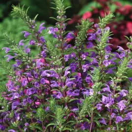 pszczelnik-moldawski-100g-nasiona-kwiatow-kwiaty