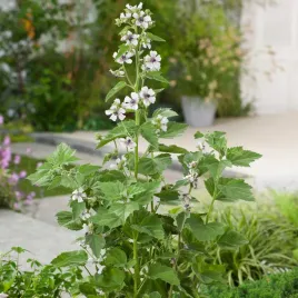 malwa-prawoslaz-wieloletnia-na-katar-ziola-nasiona-ziol