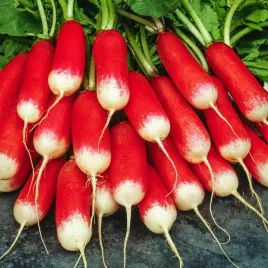 rzodkiewka-flamboyant-2-soczysta-delikatny-miazsz-typ-paluszkowaty-nasiona