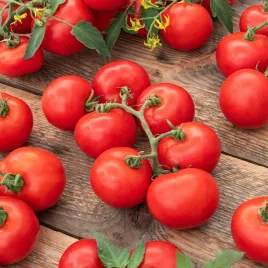 pomidor-gruntowy-rumba-ozarowska-karlowy-pomidory-nasiona-warzyw-pomidorow