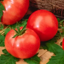 pomidor-gruntowy-szach-wczesny-pomidory-nasiona-warzyw-pomidorow