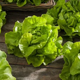 salata-maslowa-majka-plenna-wysoka-odpornosc-nasiona-warzyw-salaty