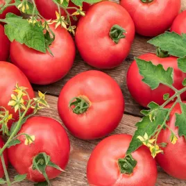 pomidor-pod-oslony-hardy-f1-pozny-wysoki-pomidory-nasiona-warzyw-pomidorow