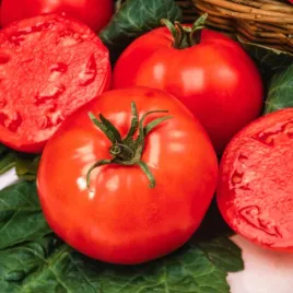 pomidor-karlowy-poranek-wczesny-czerwony-bardzo-smaczny-pomidory-nasiona