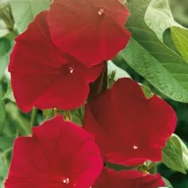 powoj-wilec-scarlet-o-hara-nasiona-kwiatow-kwiaty-fioletowe-pnacze