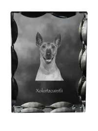 nagi-pies-meksykanski-bezwlosy-pies-aztekow-xoloitzquintle-krysztal-ze