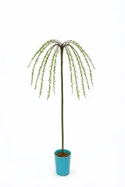 wierzba-iwa-pojemnik-c4