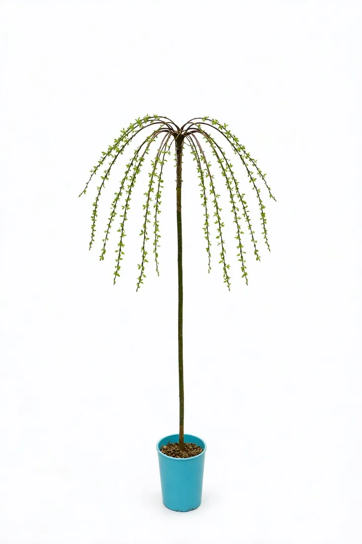 wierzba-iwa-pojemnik-c4