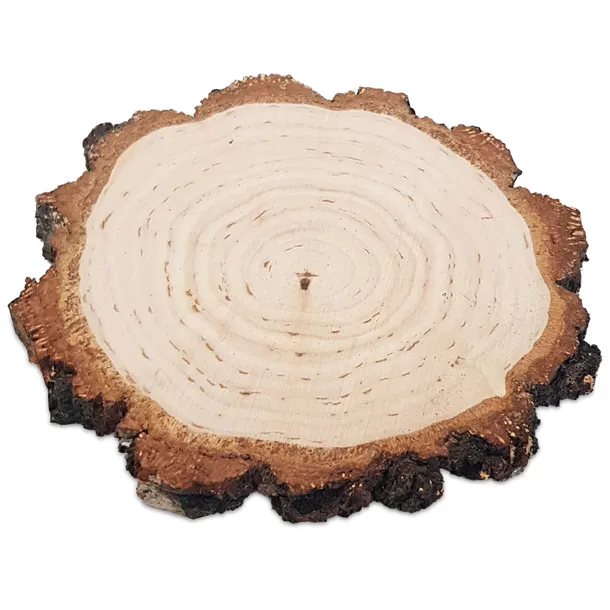 PLASTRY DREWNA BRZOZOWE Krążki Dwustronnie Szlifowane 12-15 cm gr. 1 cm