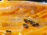 nozevit-500ml-przeciwko-nosemozie-rodzaj-syrop